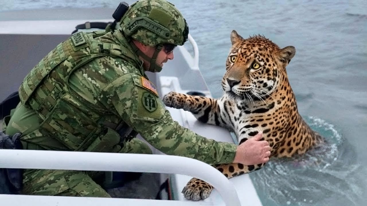 &iexcl;Los 100 rescates de animales m&aacute;s asombrosos captados por c&aacute;mara!