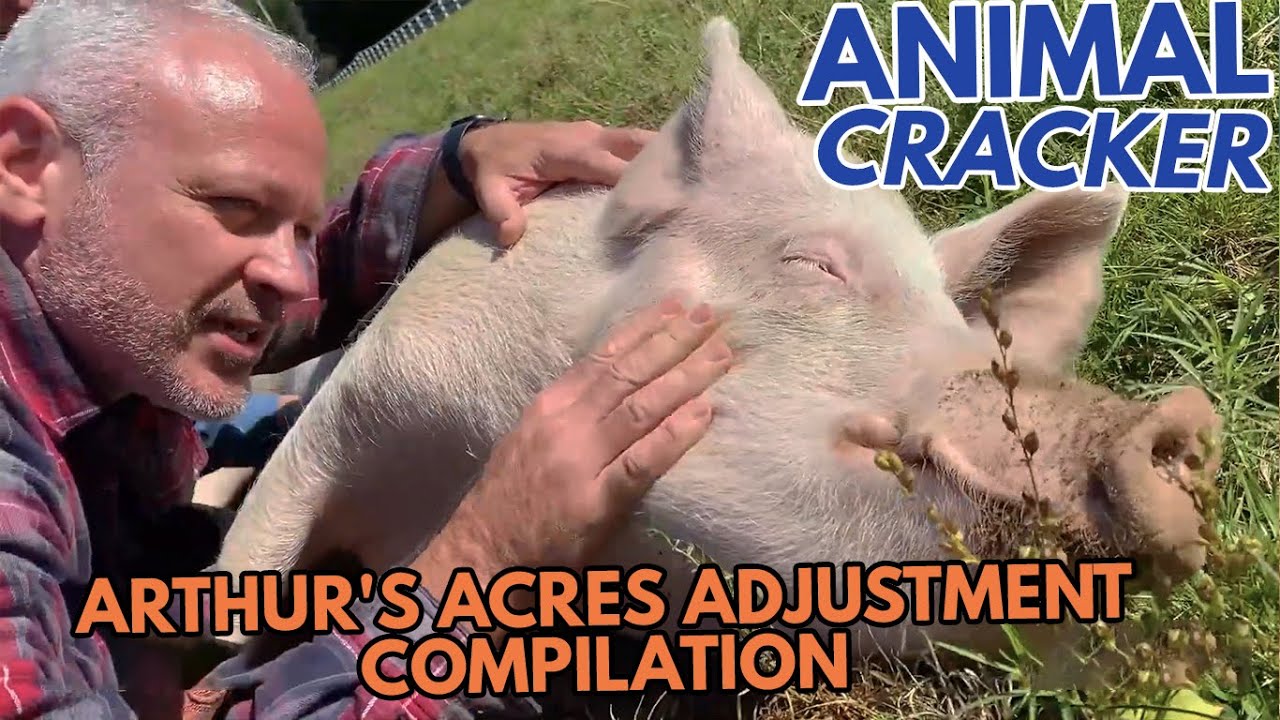ARTHURS ACRE'S PIGS 🐖 ANIMAL CRACKER COMPILATION