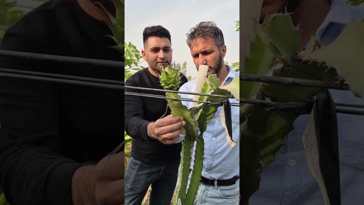 || MY ORGANIC FARM OF DRAGON FRUIT, TURMERIC AND SUGARCANE || CONTACT NUMBER:- 70094-75450