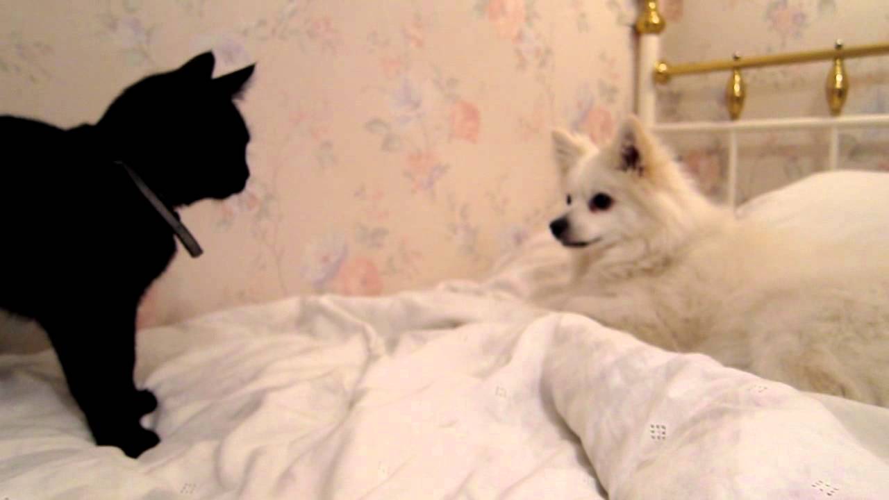 My Volpino Italiano playing with our kitten