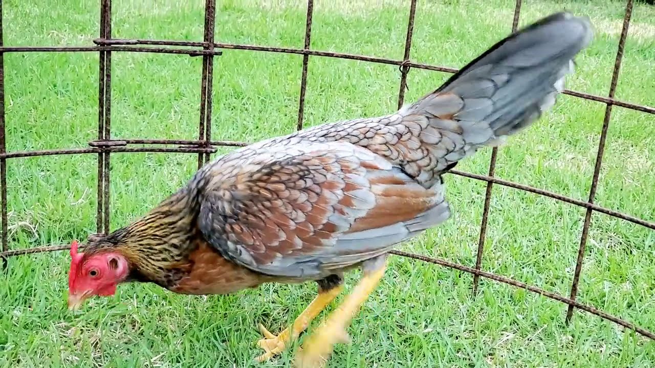 La madre del Señor promedio una señora Gallina Fina y otro de sus Hijos
