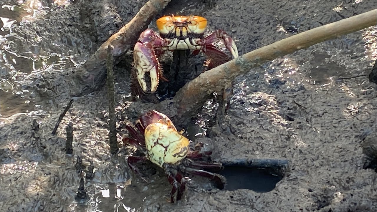 FOMOS A PROCURA DOS CARANGUEJOS NO MANGUEZAL DE BITUPITÁ #caranguejo #pescaehumor #catchandcook