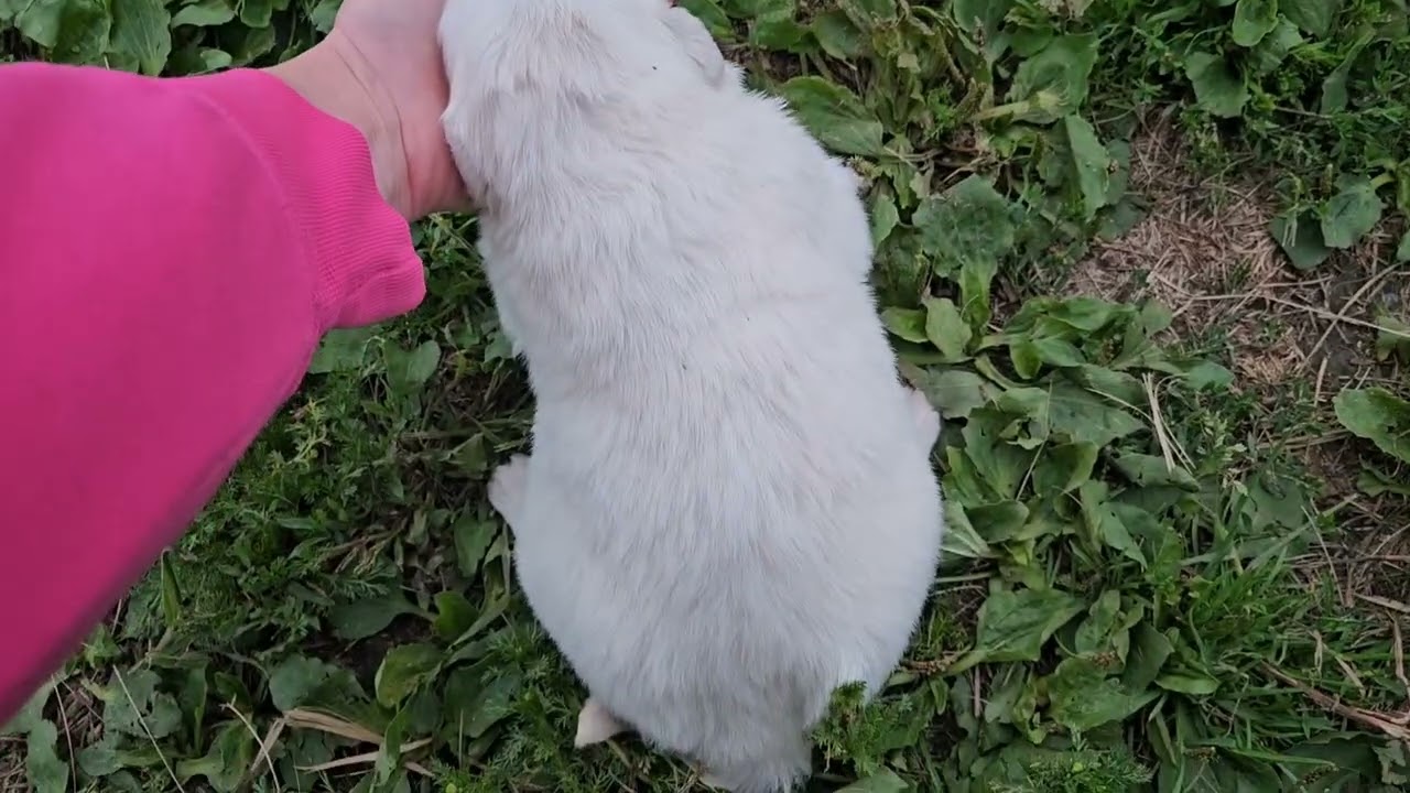 Puppies at 17 Days Old