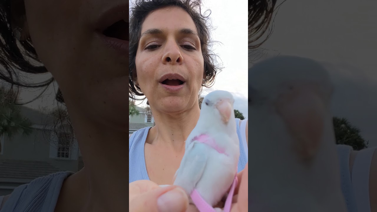 Parrotlet Playhouse: Parrotlet 🦜 Harness Allows Me To walk 💧 Raindrop