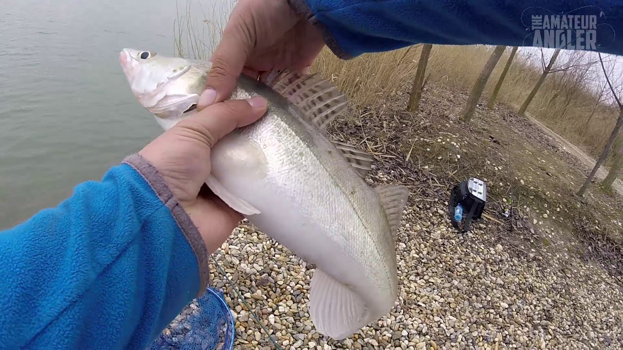 Pescuit la salau si stiuca cu gume pe lacul Varlaam