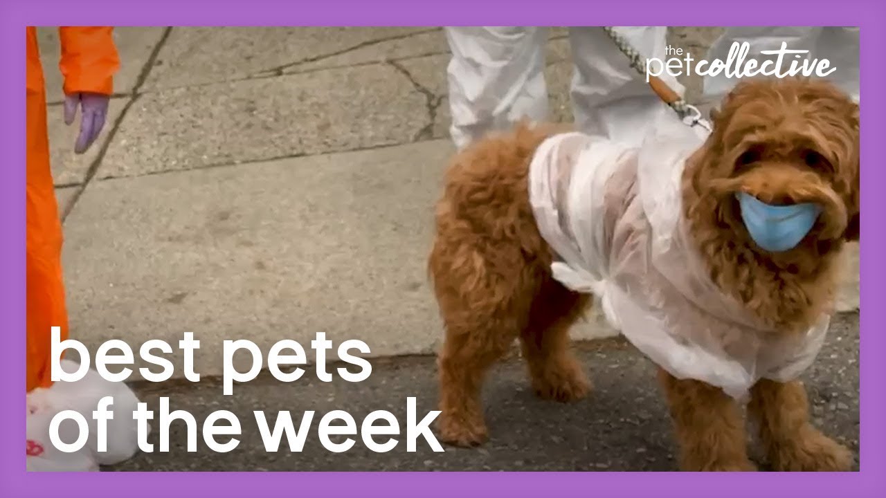 Quarantine Dog | Best Pets of the Week