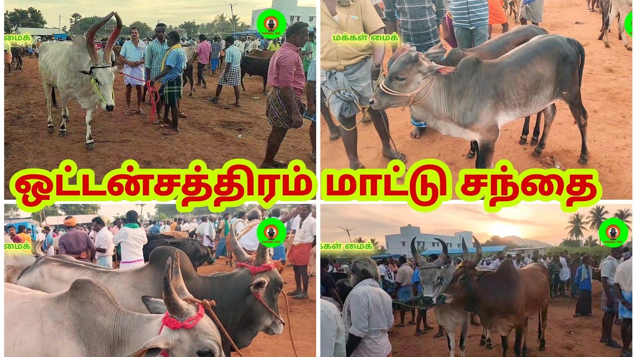 ஒட்டன்சத்திரம் மாட்டு சந்தை|திண்டுக்கல் மாவட்டம்| #Dindigulcowmarket #makkalmic #livestockmarket
