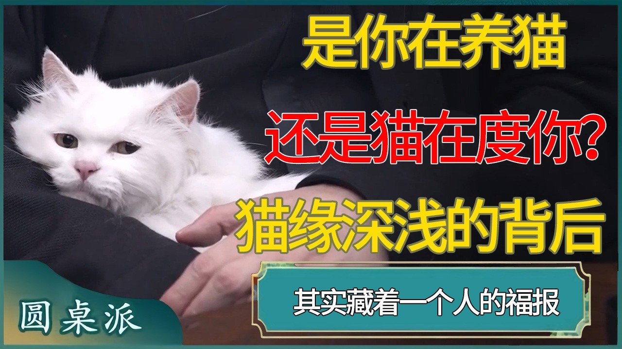 是你在养猫，还是猫在度你？猫缘深浅的背后，其实藏着一个人的福报  #窦文涛 #梁文道 #马未都 #周轶君 #马家辉 #许子东 #圆桌派  #圆桌派第八季