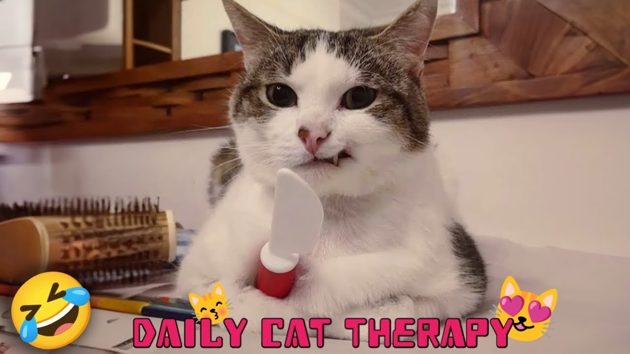 You're daily cat therapy is here!!! 😂😍