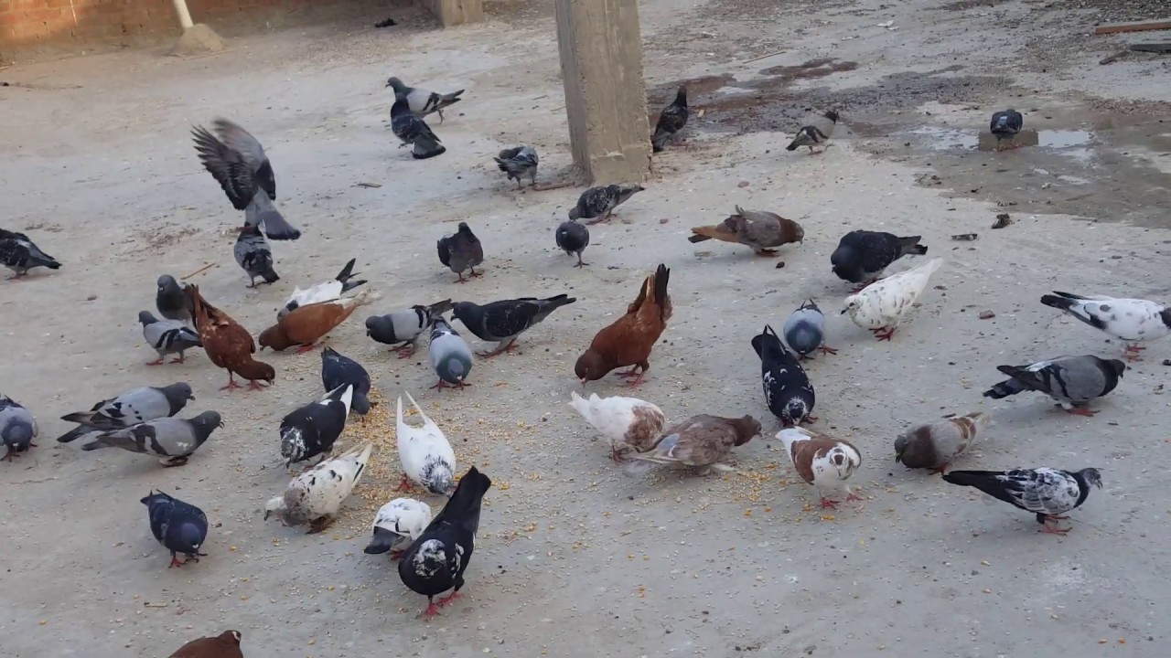 حمام البرج كيفية تربيته بسهوله جدا تابعونا على القناه ليصلكم كل جديد