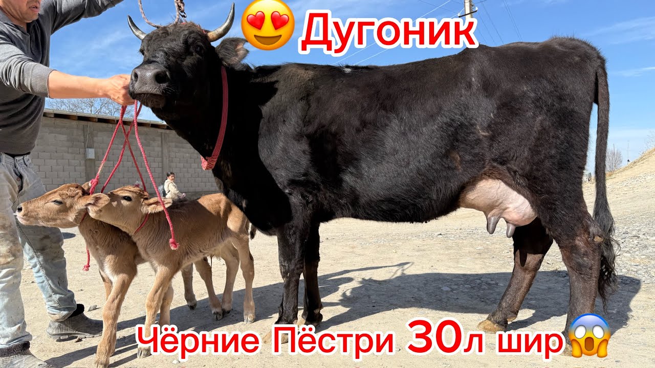 Рекорд Дугоназой ва Чёрние Пёстри 30л шир инхелаш холи набуд аз Авзалшо дер намонен