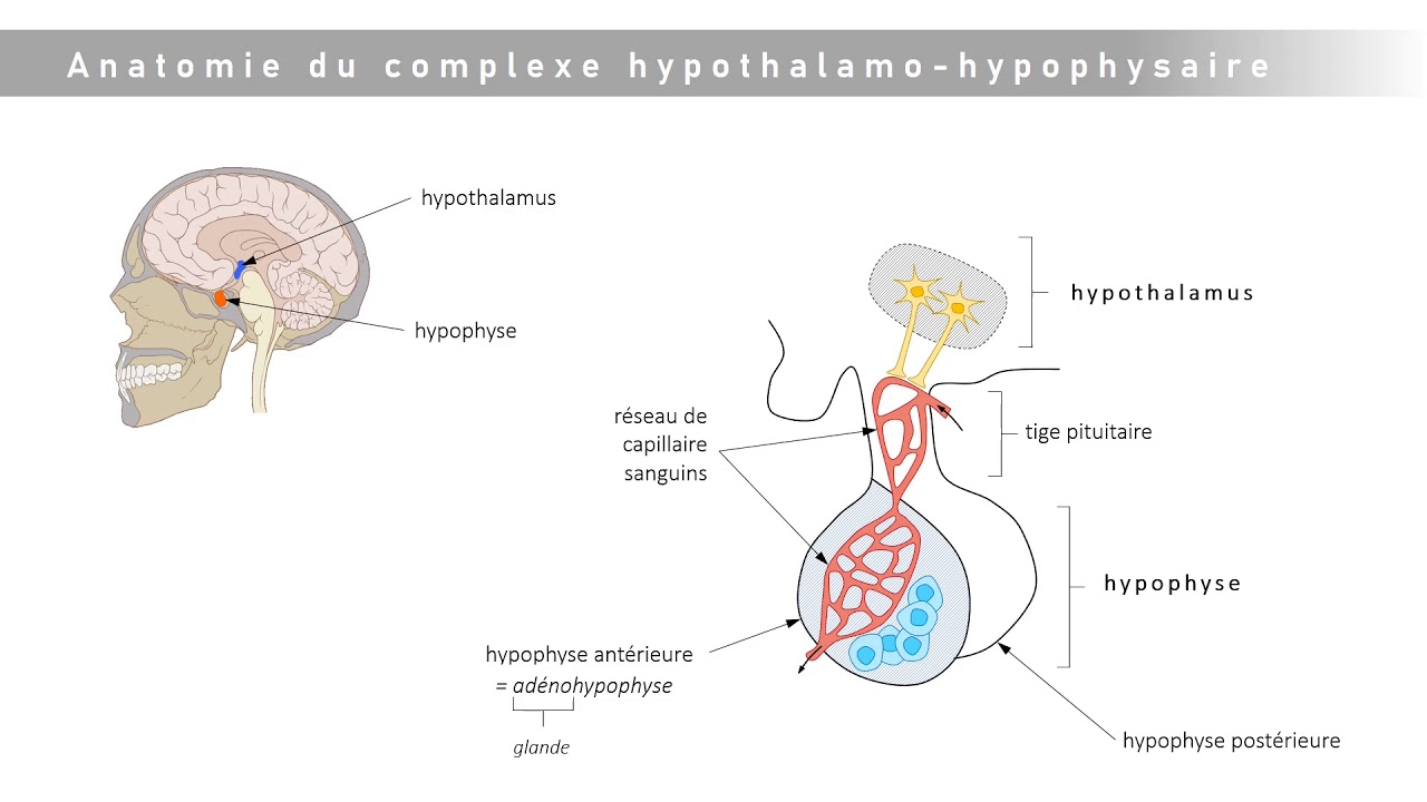 Le complexe hypothalamo-hypophysaire