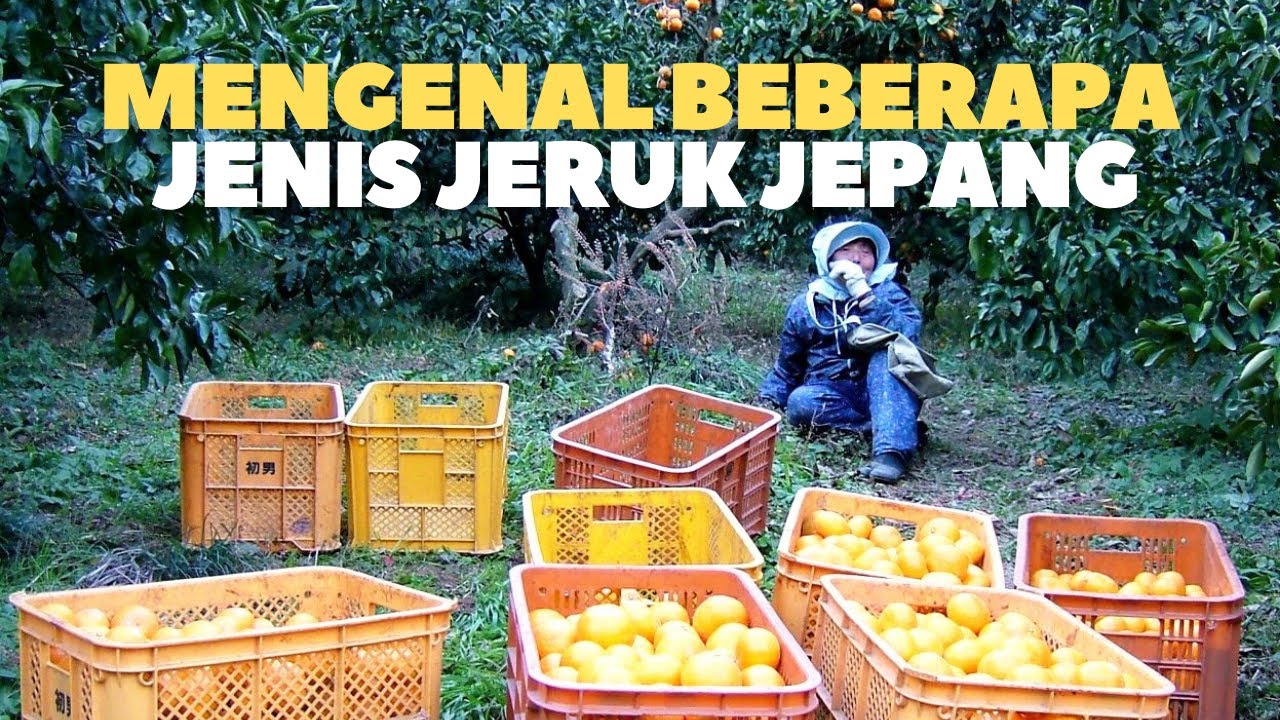 Mengenal Beberapa Jenis Jeruk Jepang