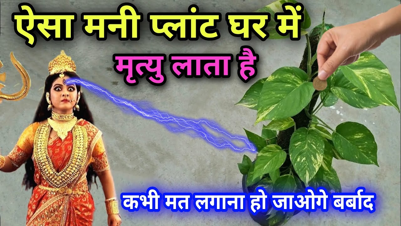 ऐसा मनी प्लांट कभी मत लगाना घर में मृत्यु हो जाती है पूरा घर नष्ट हो जाता है इसे तुरंत हटा दें Money