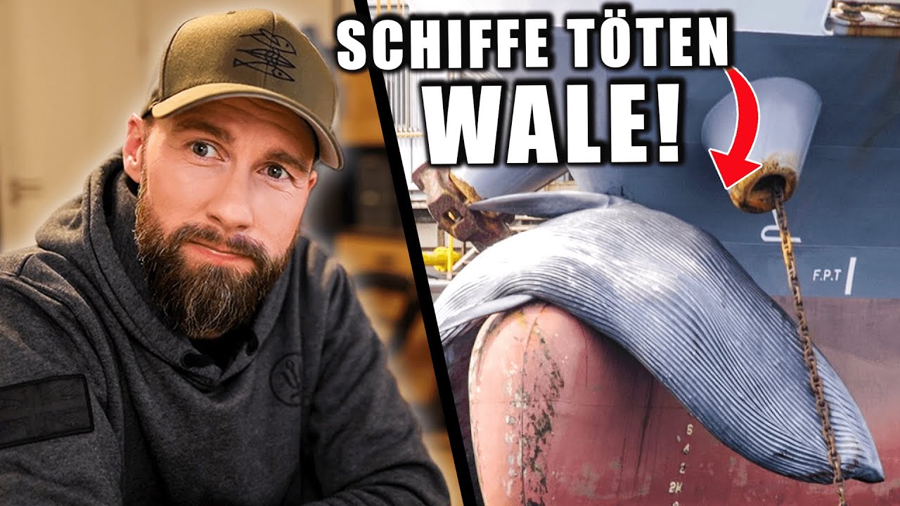 Tausende Wale sterben jährlich! - Der Schiffsverkehr und seine Folgen... | Robert Marc Lehmann