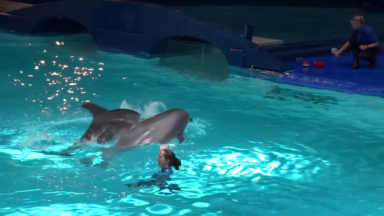 Educatieve presentatie dolfijndomijn - Dolfinarium Harderwijk