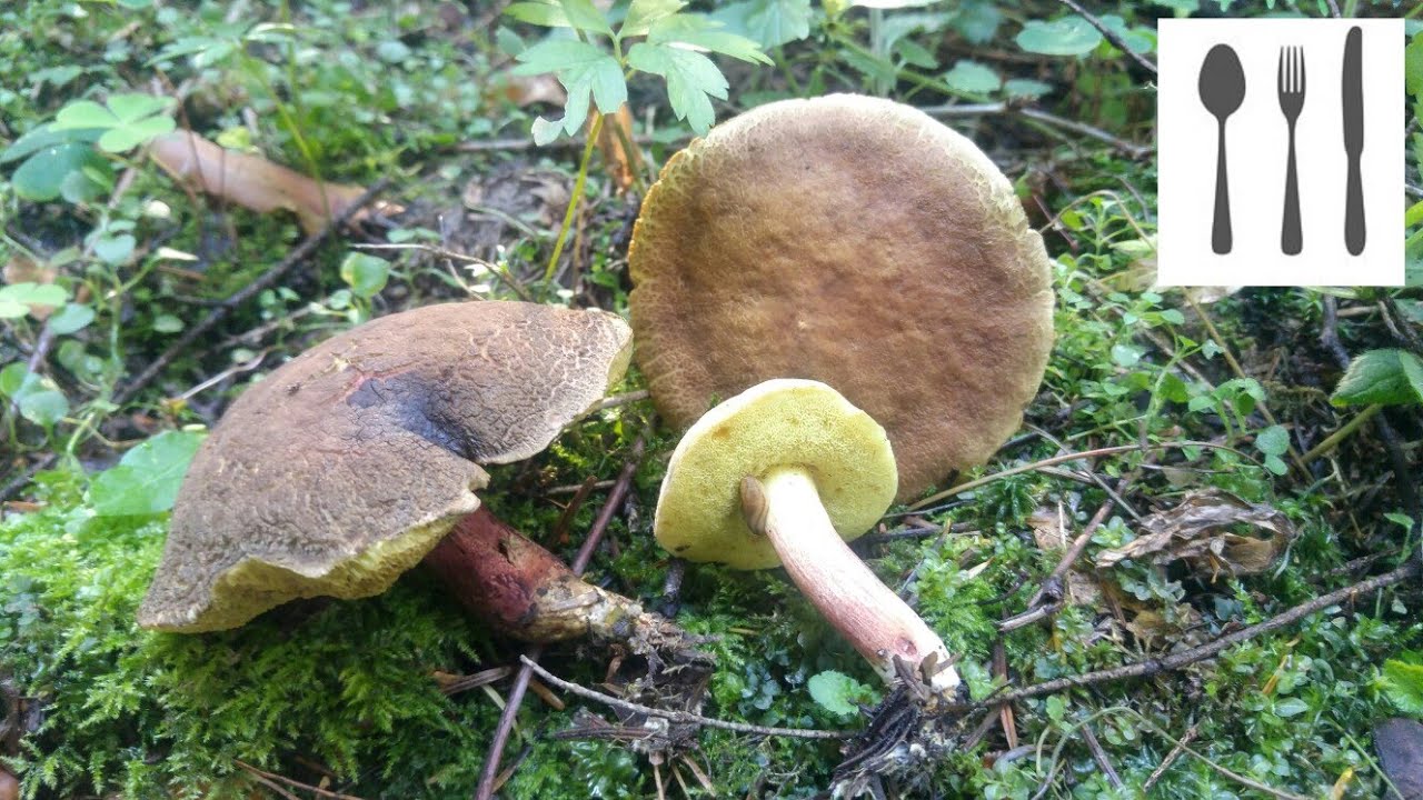 Podgrzybek złotawy (Xerocomellus chrysenteron) Sowina