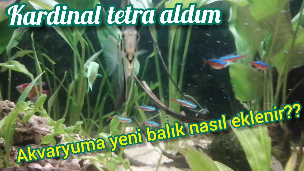 Akvaryuma yeni balık nasıl eklenir? /Kardinal tetra aldım