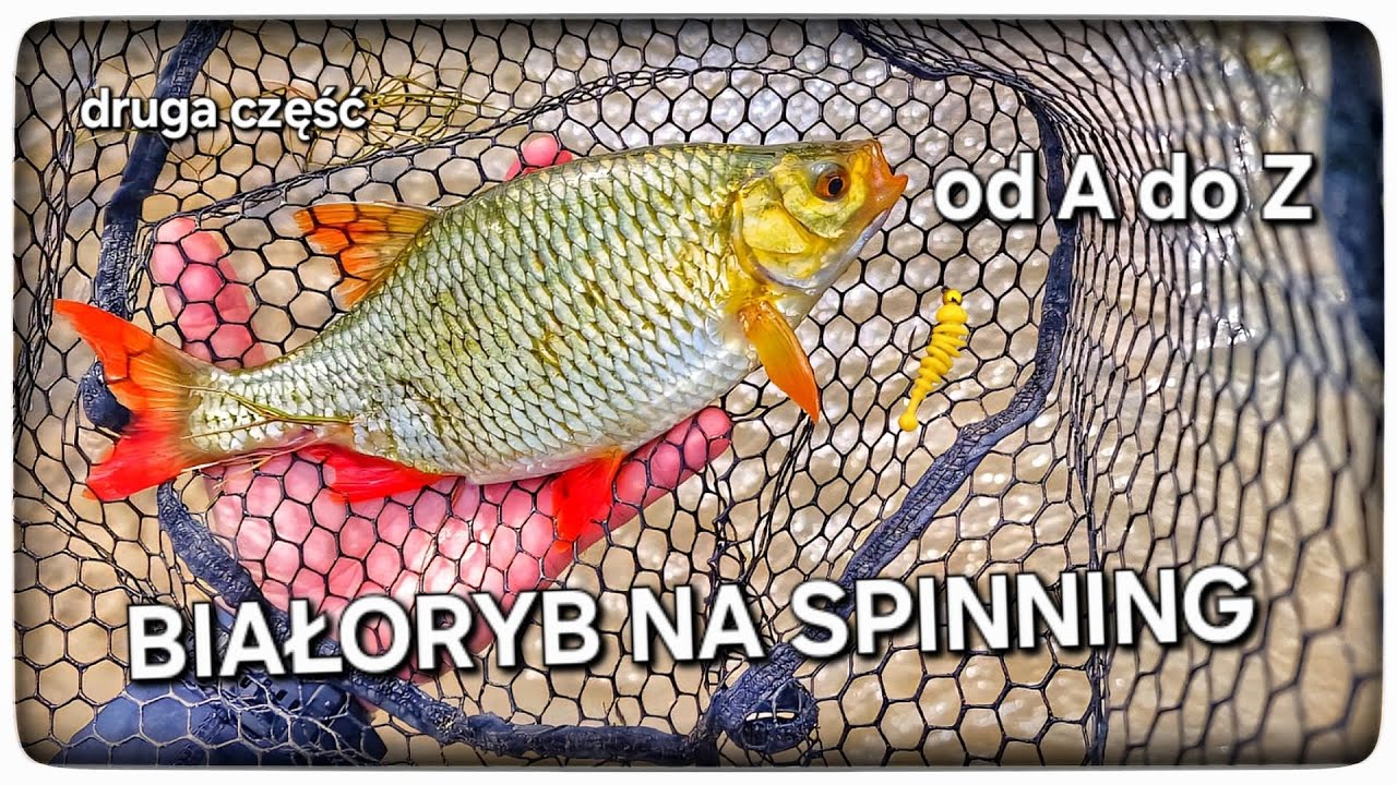 Od A do Z // BIAŁORYB NA SPINNING // druga część // 2025