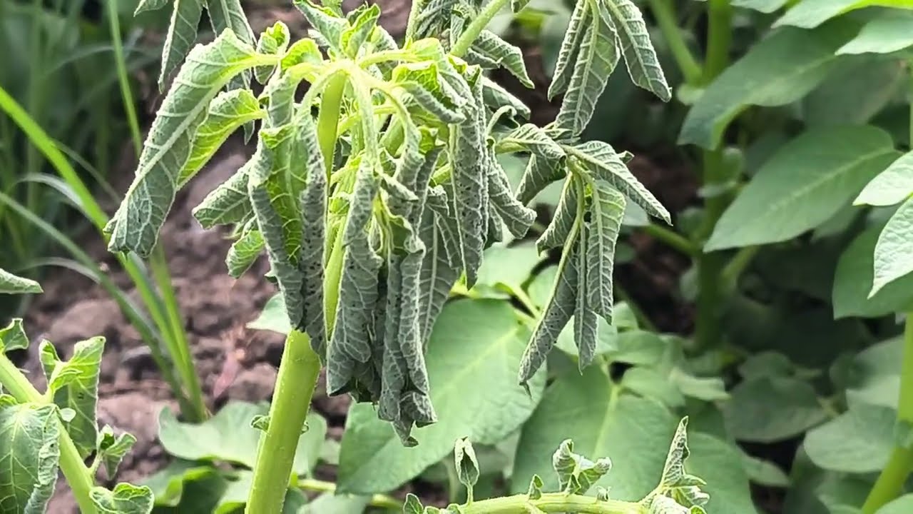 أخطر الأمراض التي تصيب نبات البطاطس