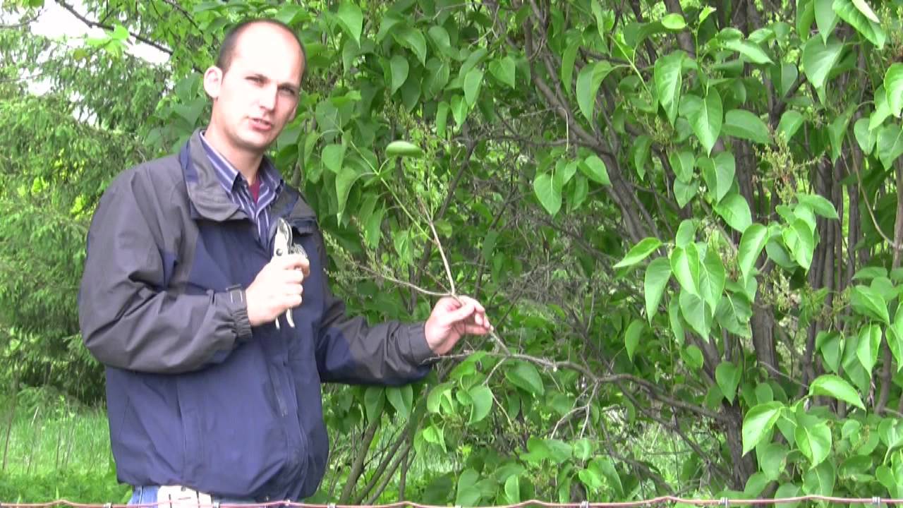 How to Prune Lilacs After Flowering: Tips for Rejuvenation & Bloom Management