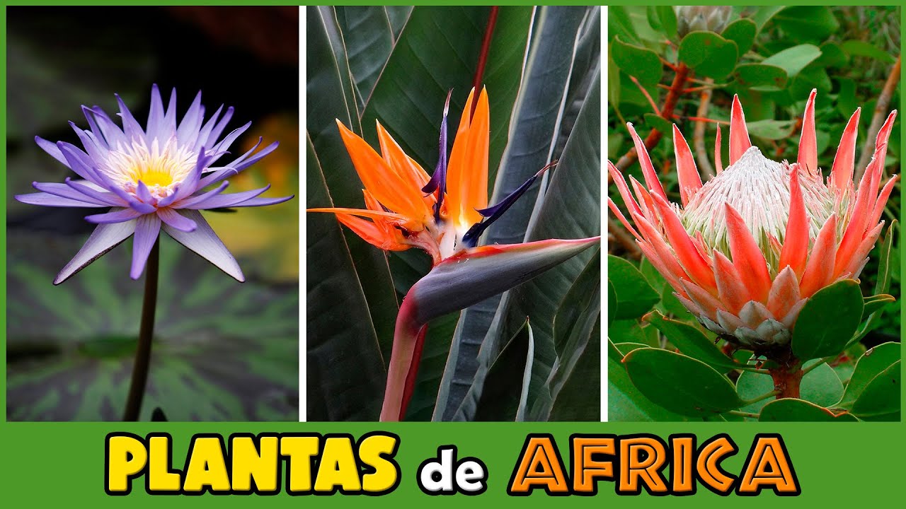10 PLANTAS NATIVAS de ÁFRICA