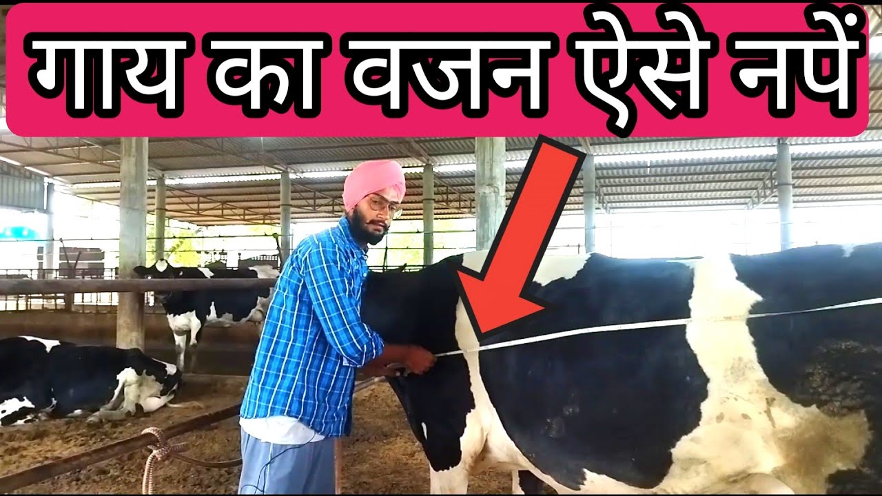 How to measure cow weight। गाय का वजन कैसे करें। pashu ta weight kese kre।