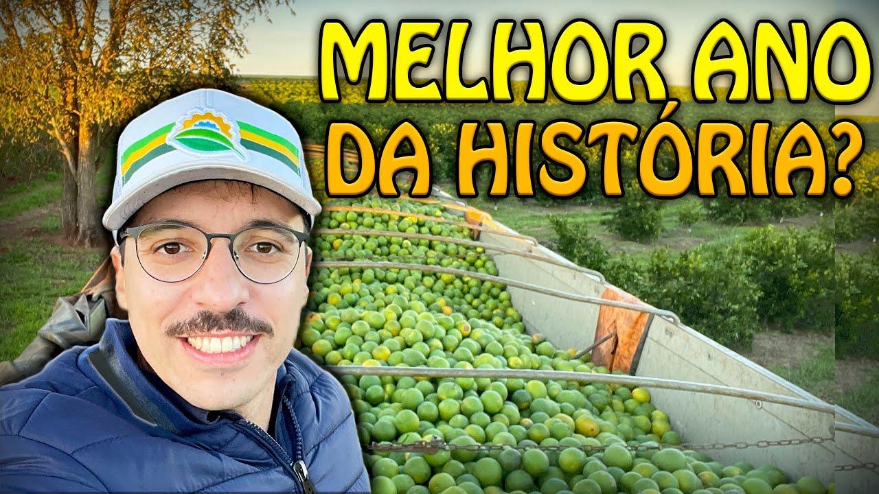 TUDO SOBRE MINHA COLHEITA DE LARANJA DESSE ANO!