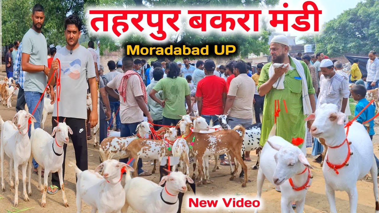 तहरपुर बकरा मंडी |08/07/25 |Taharpur Bakra Mandi Moradabad UP |Bakra Mandi 2025