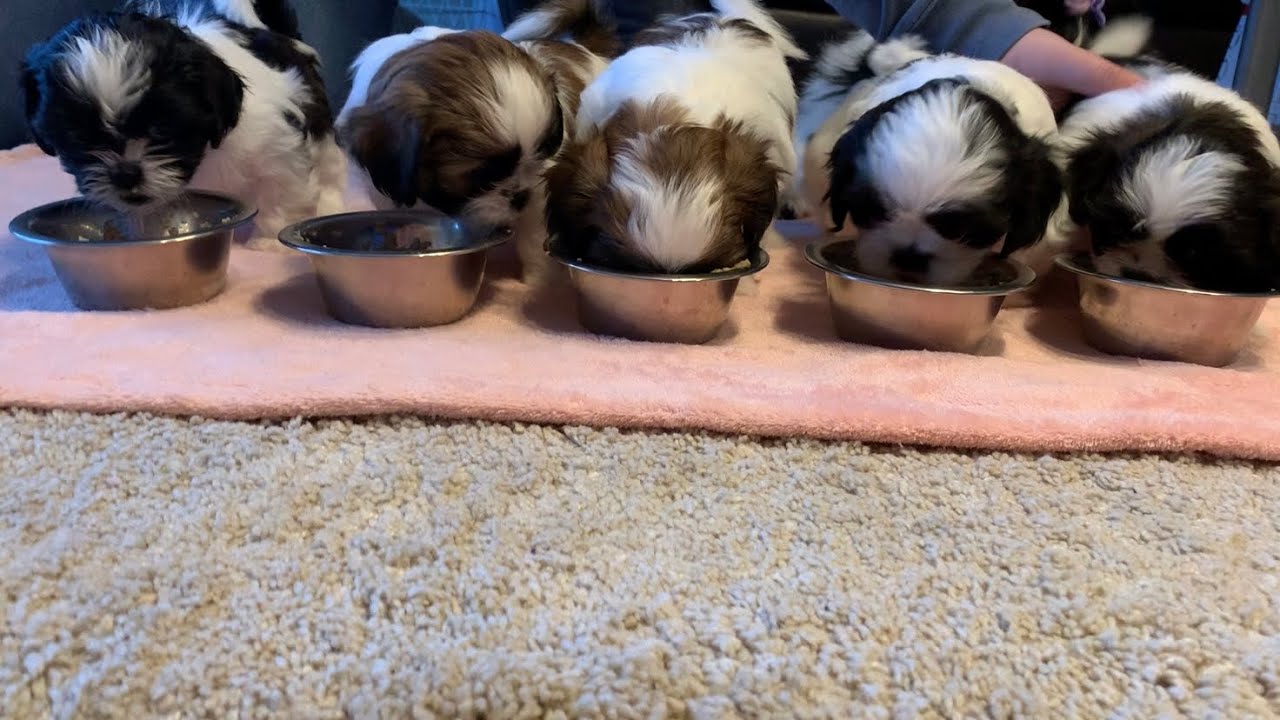 6 weeks old Shih Tzu ❤️