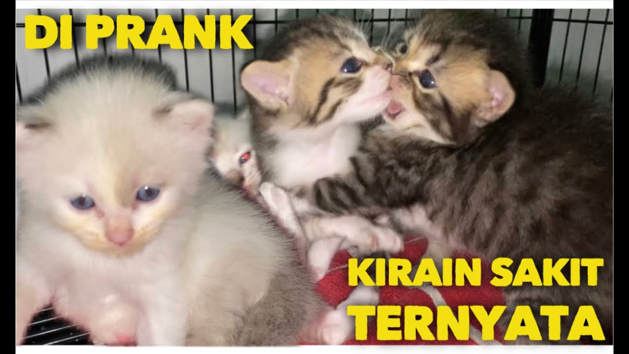 DI PRANK ANAK KUCING KIRAIN SAKIT TERNYATA TIDUR MALAS BANGUN