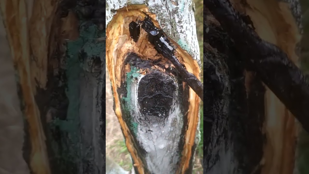 canker in Apple  tree treatment।।my Orchard 🙏🙏