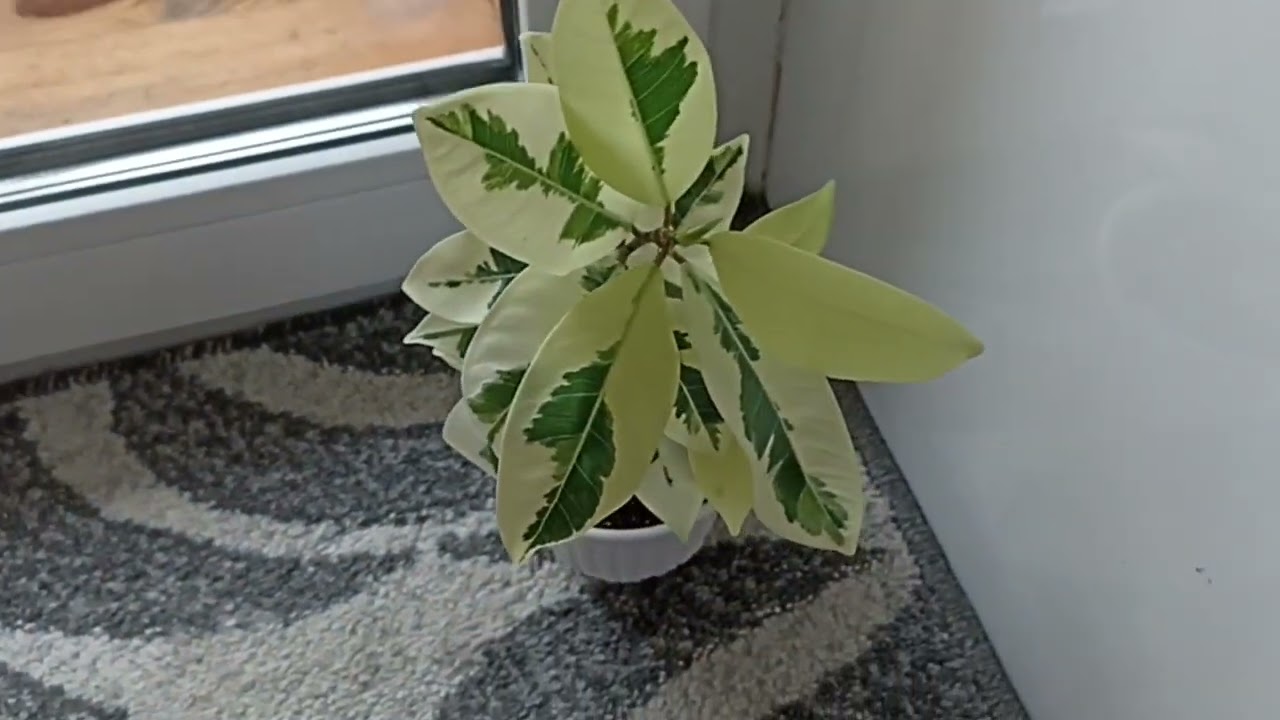 Комнатные Растения. Коллекция Всех Моих Фикусов 🌿🌿🌿