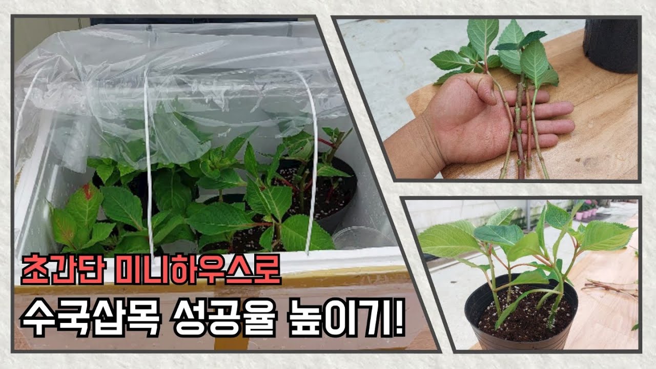 수국삽목 성공율을 높이는 재활용 미니하우스 만들기
