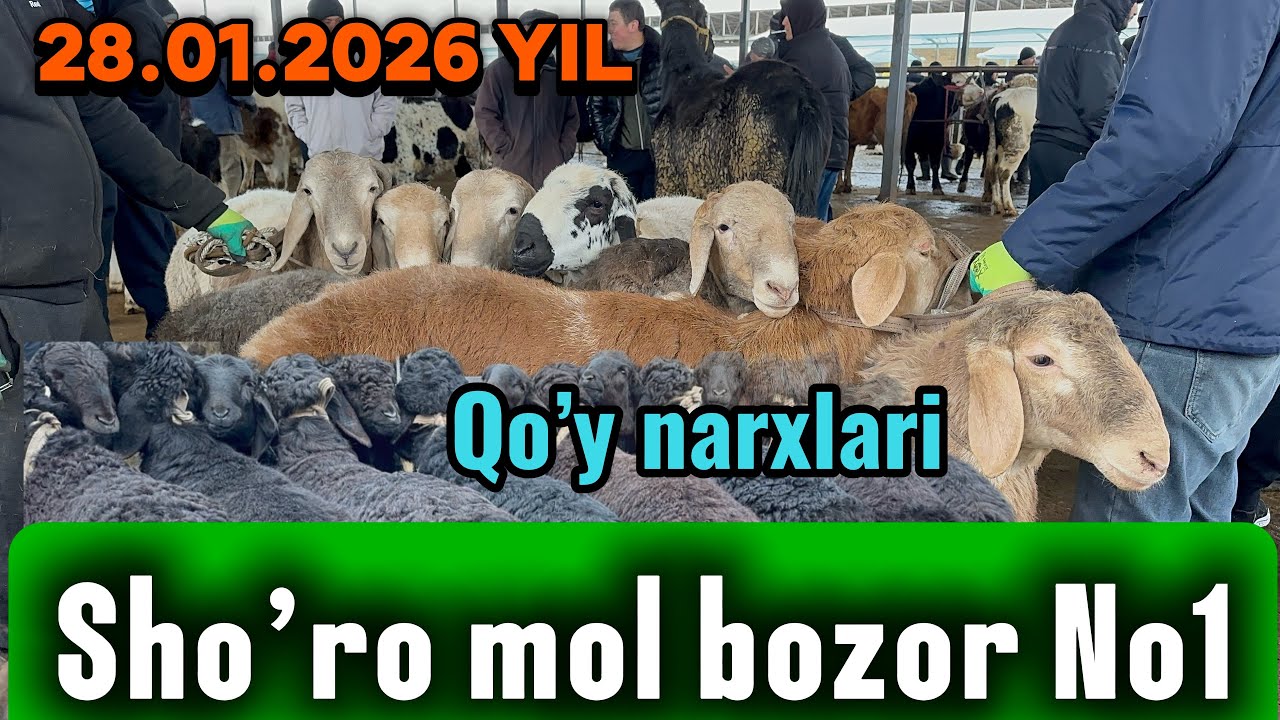 SHO’RO MOL BOZOR QO’Y NARXLARI😊😊 