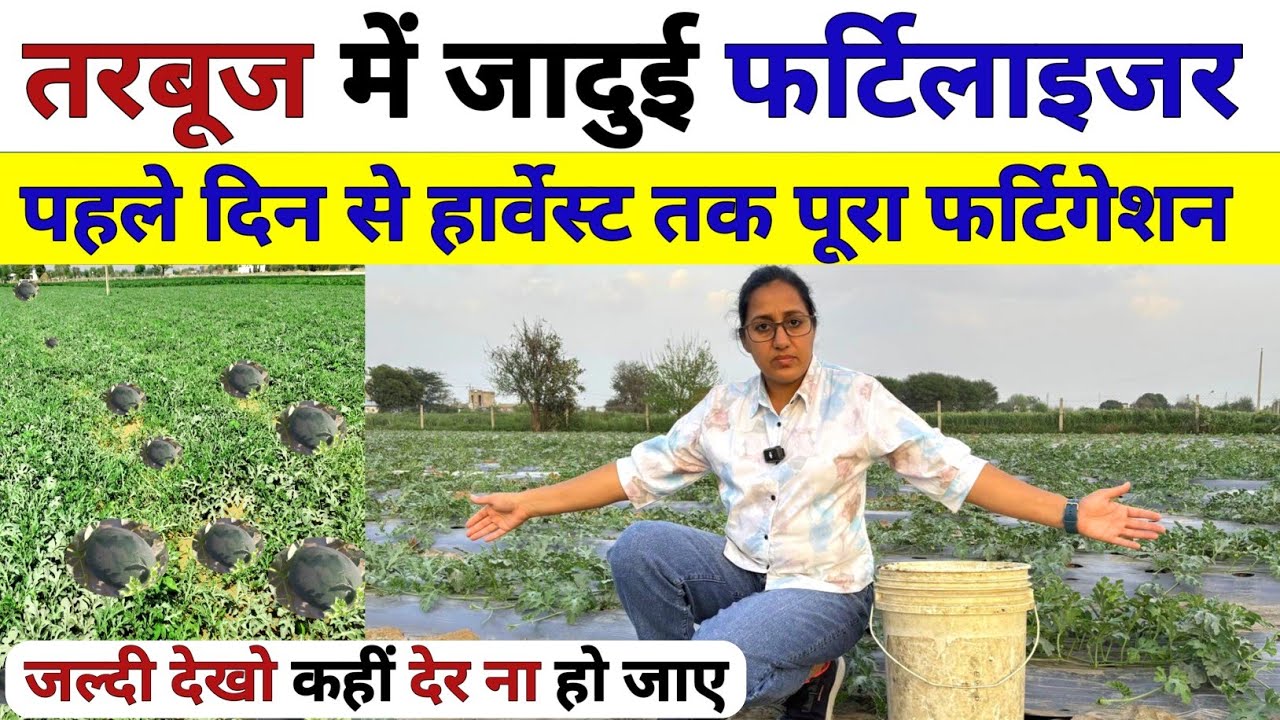 तरबूज में जादुई फर्टिलाइजर 🍉पूरा फर्टिगेशन शेड्यूल | Watermelon fertigation schedule | tarbuj |kheti
