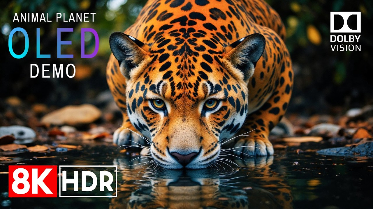 Animal Planet OLED Demo 8K HDR 60fps Dolby Vision (4K/8K TV) | HDR Clarity