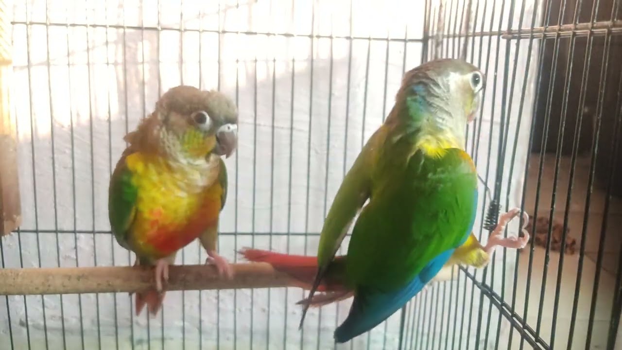Conure parrots mating #dailyvlog