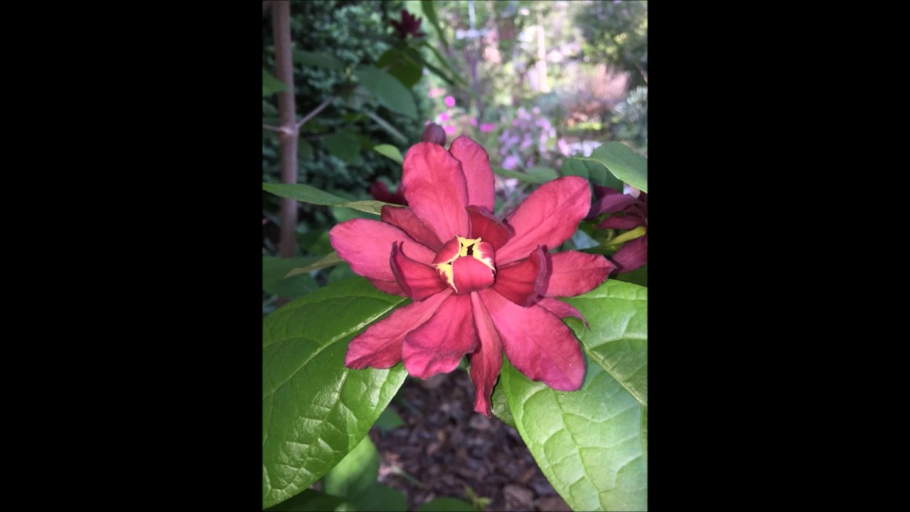 Nana's Garden
