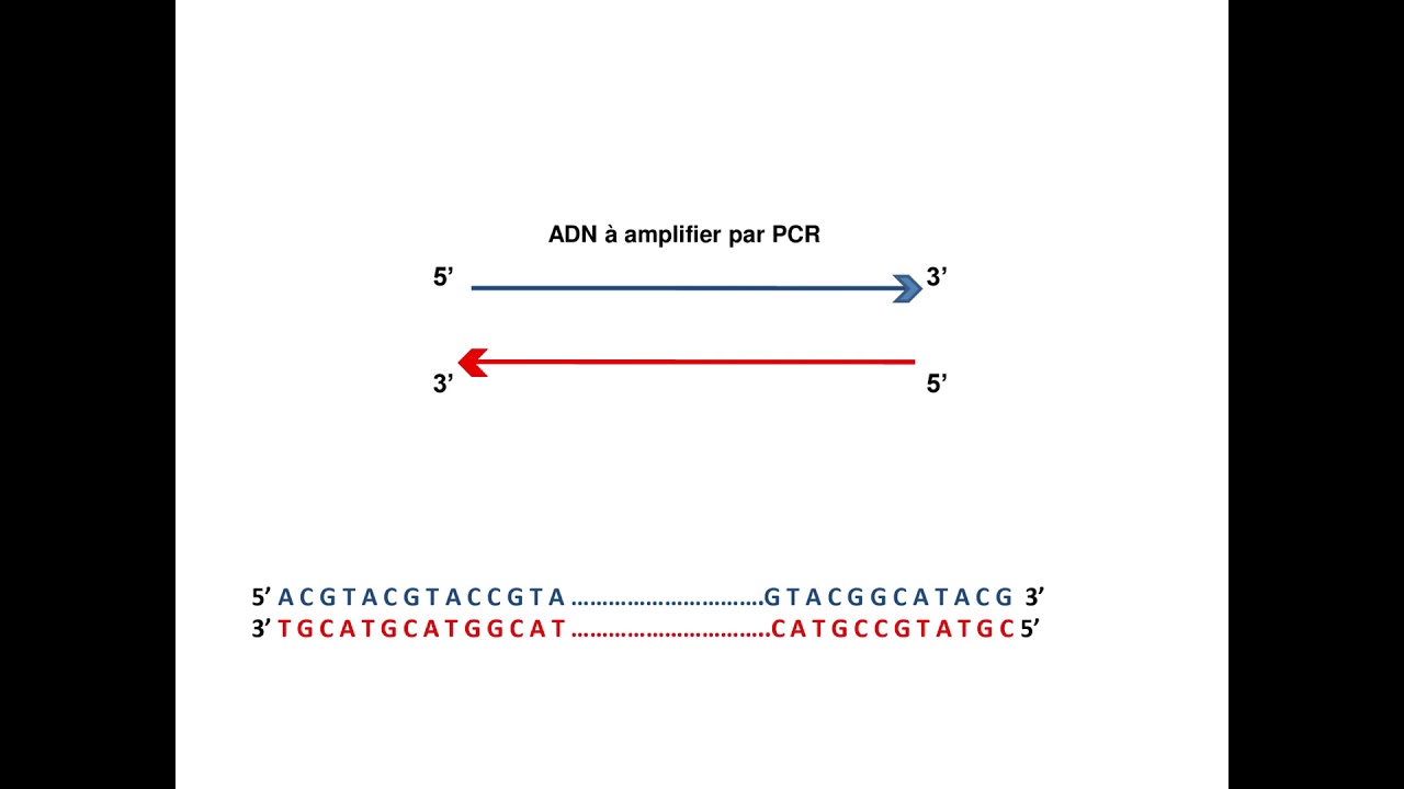 Comment choisir les amorces de PCR ?