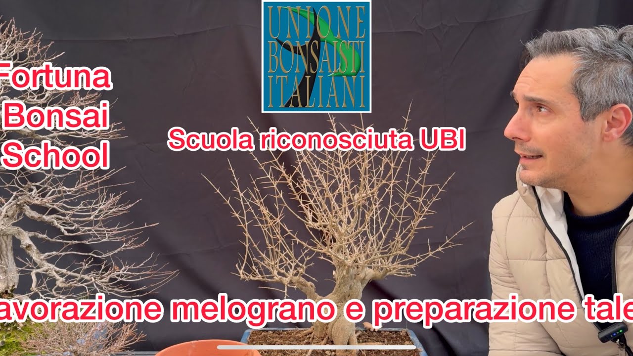 Potatura melograno nejiaki e preparazione talee