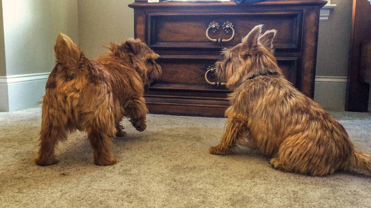 Norfolk Terriers Keeping Ernie Under Control