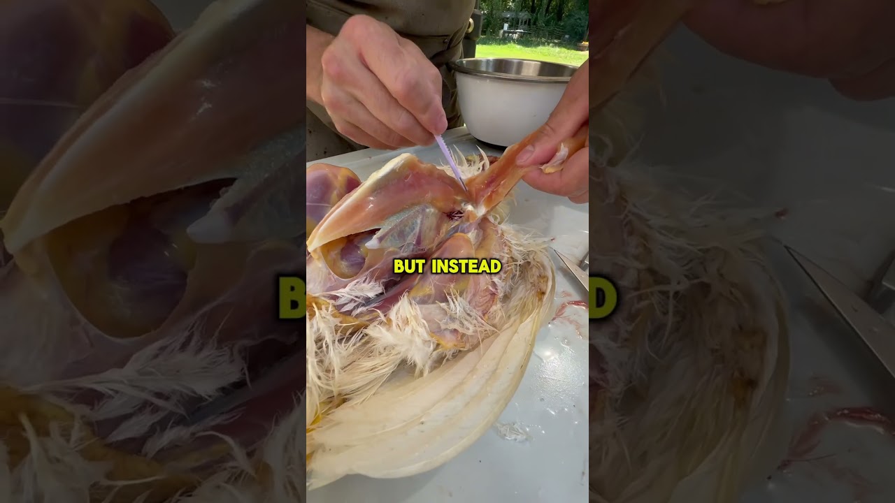 How To Process Chickens QUICK and DIRTY 🐓 Easy Method!