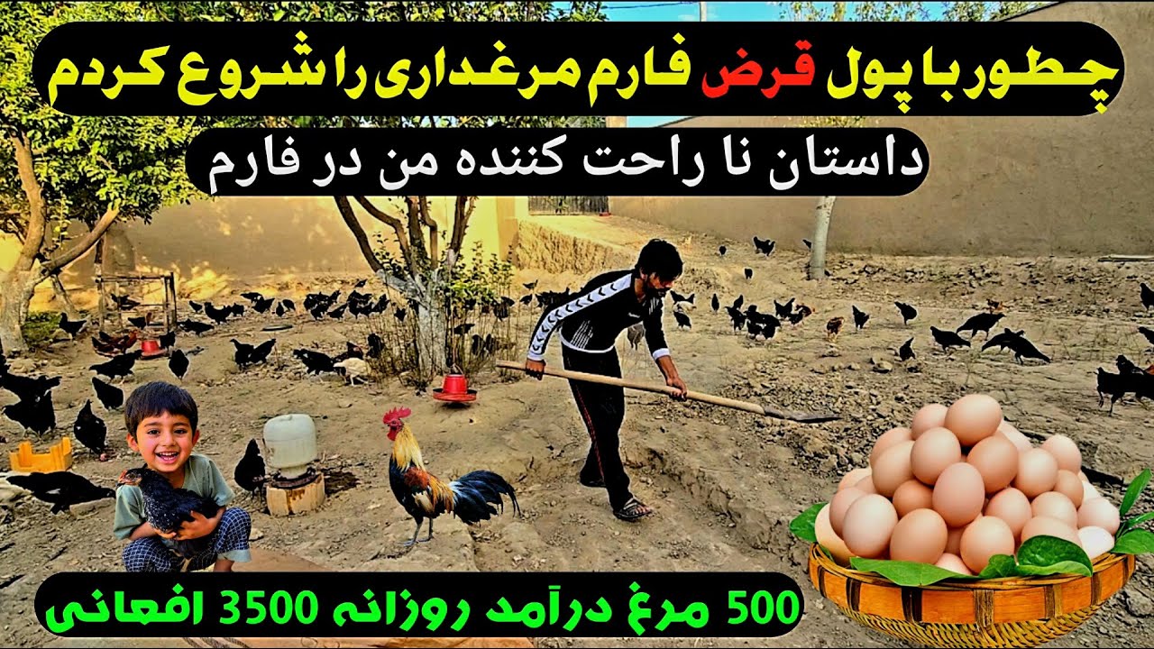 Afghan Village Life | How i Started a Chicken Farm with Just $100 🐓