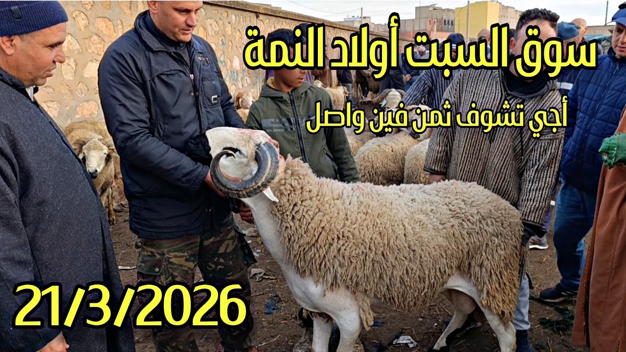 مباشرة من سوق السبت أولاد النمة الخروف الكسابي والحولي والحولية والنعجة تاريخ 21/3/2026 فرجة ممتعة🐑🐏