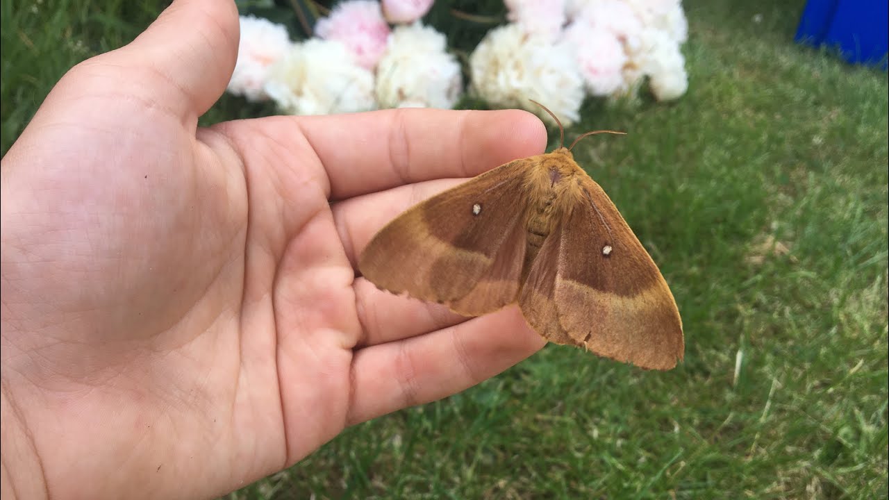 Best moth trap ever?? Moth trap June 20th 2025