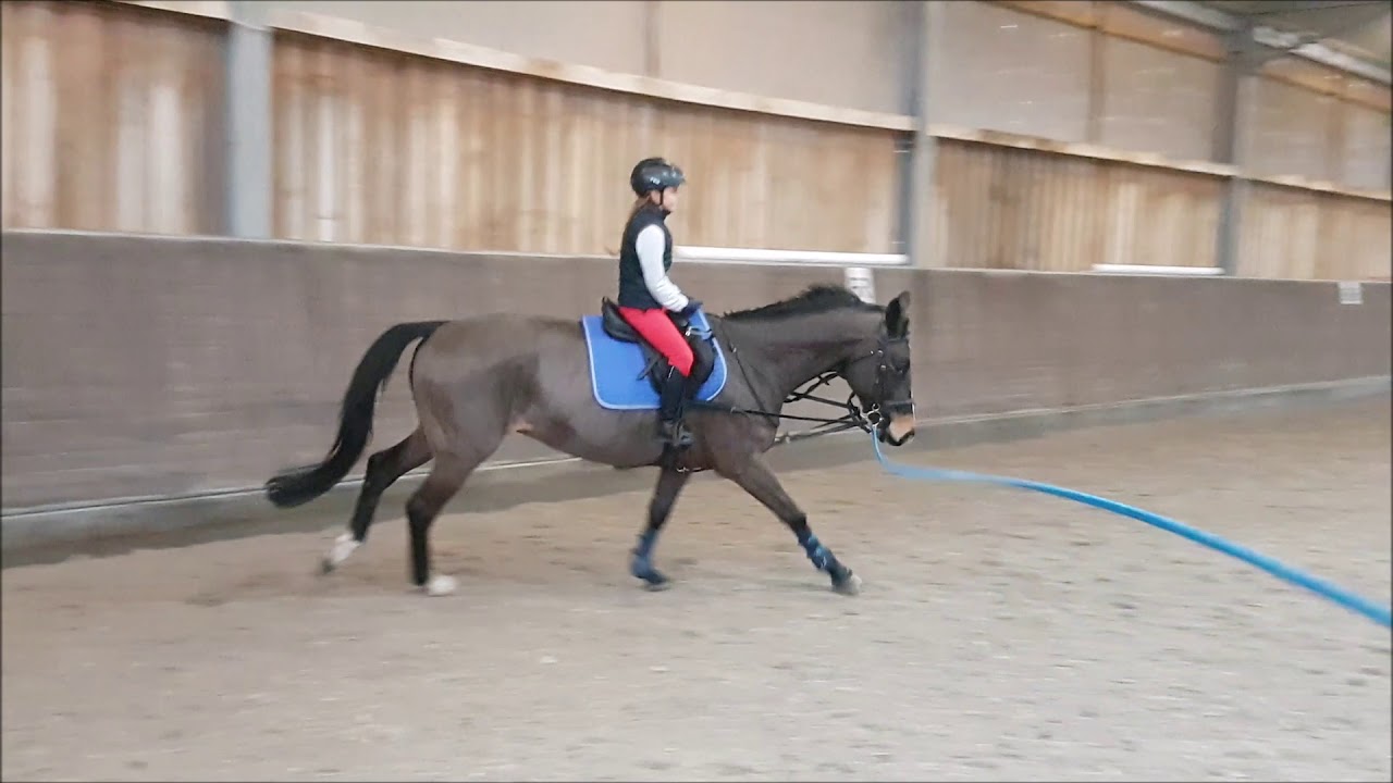 Malu (9) und Finn - Sitzlonge am 22.02.2019