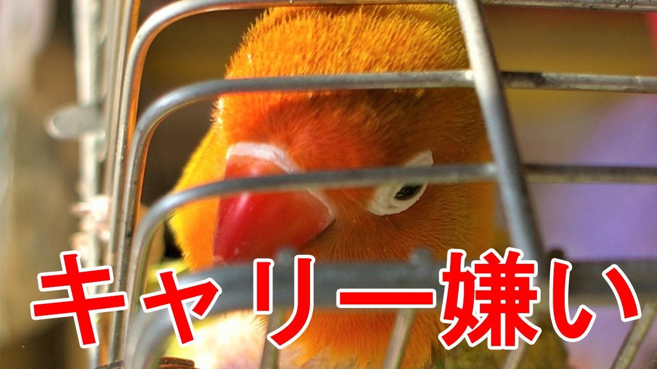 【鳥】獣医師が教える、どうしてうちの子キャリーケースに入ってくれないの？