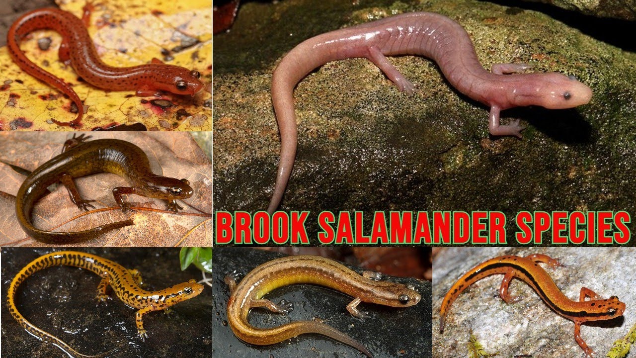 All Brook Salamander Species / types of Brook salamander /brook salamanders