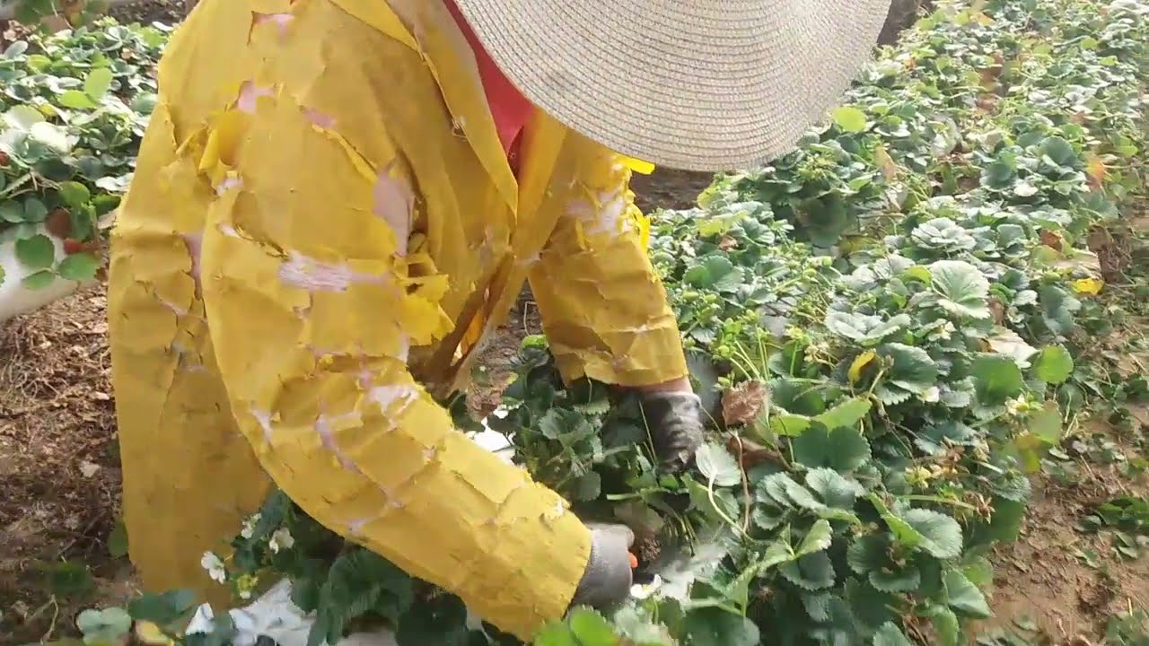 como fazer a poda drástica no morangueiro ou limpeza
